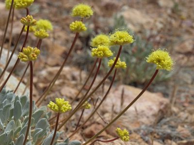 Eriogonum ochrocephalum, photographed by Jim Morefield