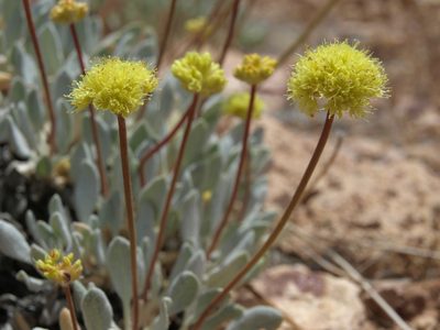 Eriogonum ochrocephalum, photographed by Jim Morefield