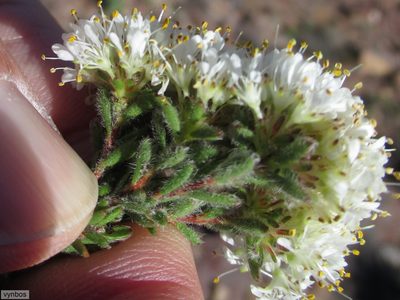 Agathosma pubigera, photographed by Chris Vynbos