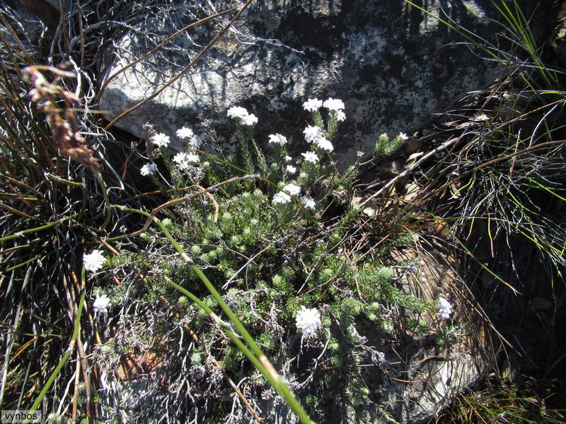 Phylica aemula, photographed by Chris Vynbos
