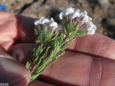 Phylica aemula, photographed by Chris Vynbos