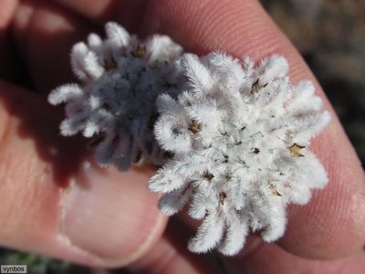Phylica aemula, photographed by Chris Vynbos