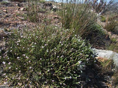 Sorocephalus lanatus, photographed by Chris Vynbos
