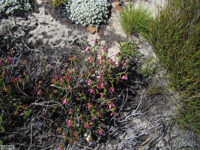 Erica incarnata, photographed by Chris Vynbos