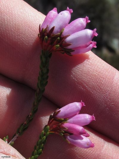 Erica incarnata, photographed by Chris Vynbos
