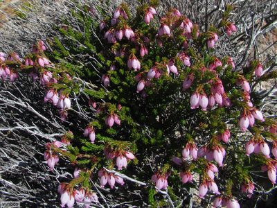 Erica incarnata, photographed by Chris Vynbos