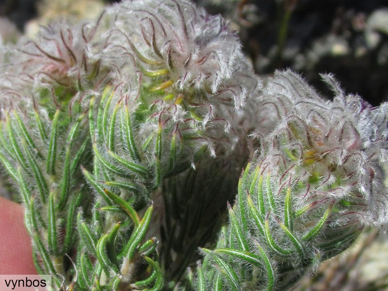 Phylica rigida, photographed by Chris Vynbos