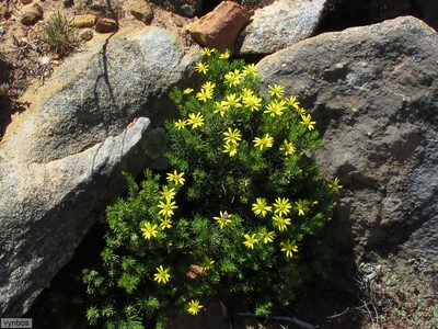 Oedera sedifolia, photographed by Chris Vynbos