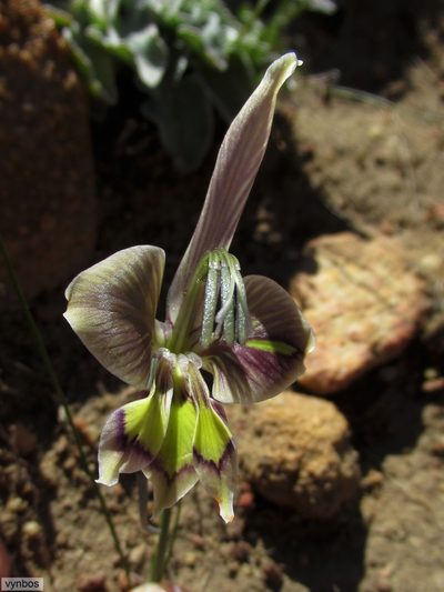 Gladiolus ceresianus, photographed by Chris Vynbos