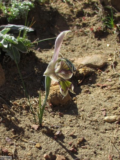 Gladiolus ceresianus, photographed by Chris Vynbos