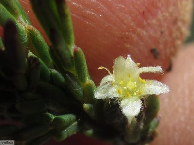 Lachnaea elsieae, photographed by Chris Vynbos