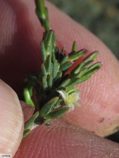 Lachnaea elsieae, photographed by Chris Vynbos