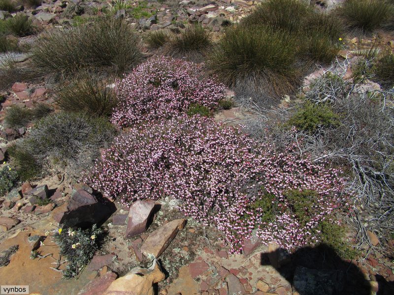 Erica incarnata, photographed by Chris Vynbos