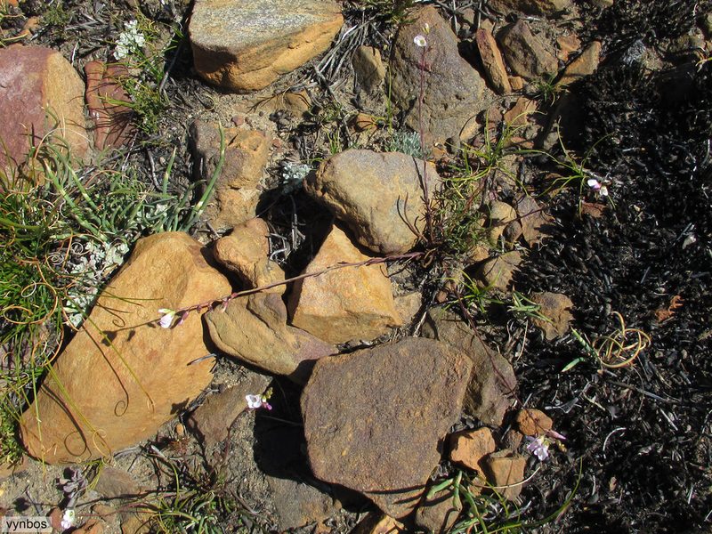 Heliophila cedarbergensis, photographed by Chris Vynbos