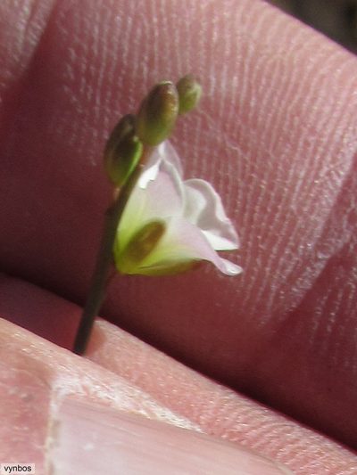 Heliophila cedarbergensis, photographed by Chris Vynbos