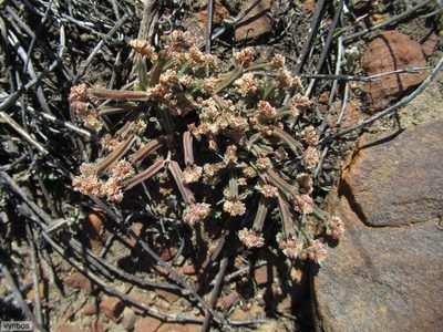 Psammotropha anguina, photographed by Chris Vynbos