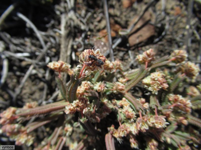 Psammotropha anguina, photographed by Chris Vynbos