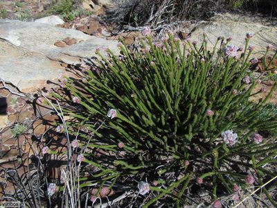 Sorocephalus lanatus, photographed by Chris Vynbos