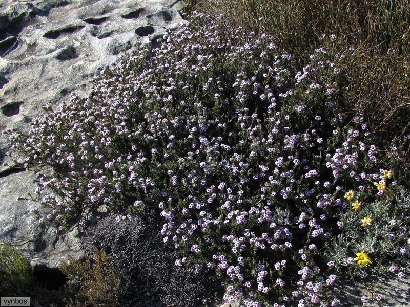 Sheilanthera pubens, photographed by Chris Vynbos