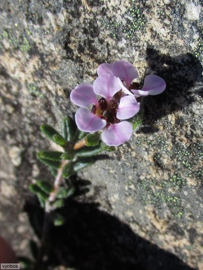 Sheilanthera pubens, photographed by Chris Vynbos