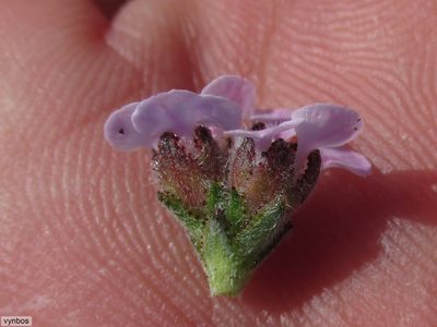 Sheilanthera pubens, photographed by Chris Vynbos