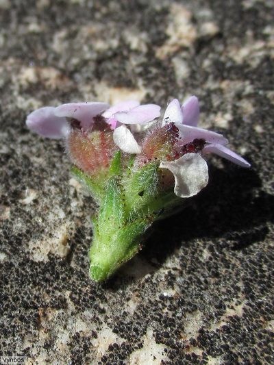 Sheilanthera pubens, photographed by Chris Vynbos