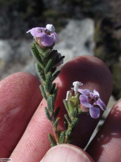 Sheilanthera pubens, photographed by Chris Vynbos
