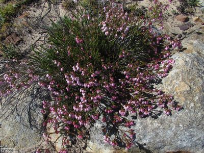 Erica incarnata, photographed by Chris Vynbos
