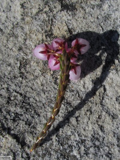 Erica incarnata, photographed by Chris Vynbos
