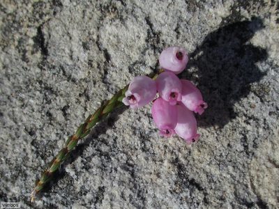 Erica incarnata, photographed by Chris Vynbos