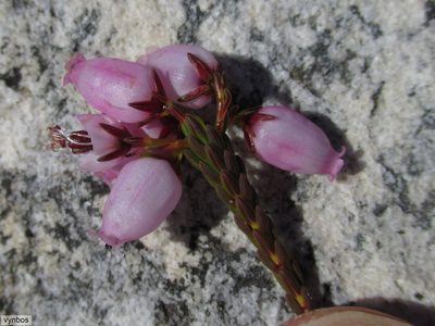Erica incarnata, photographed by Chris Vynbos