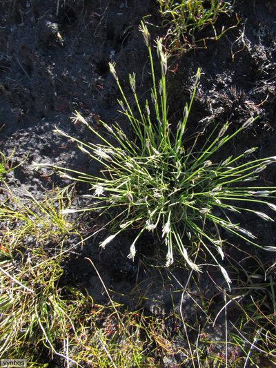 Ficinia ixioides, photographed by Chris Vynbos