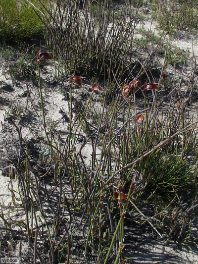 Willdenowia stokoei, photographed by Chris Vynbos
