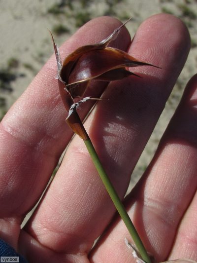 Willdenowia stokoei, photographed by Chris Vynbos
