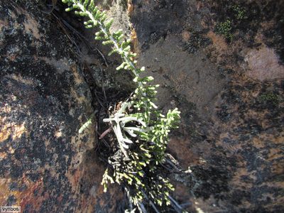 Dolichothrix ericoides, photographed by Chris Vynbos