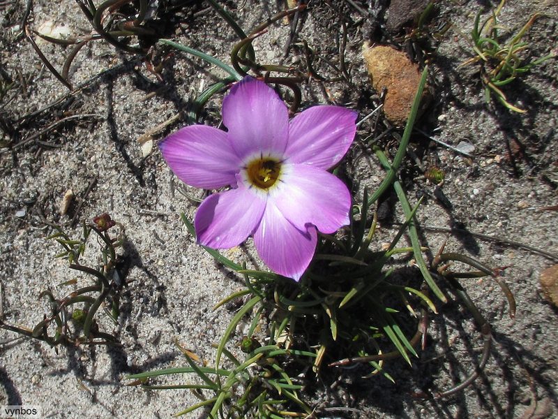 Romulea atrandra, photographed by Chris Vynbos