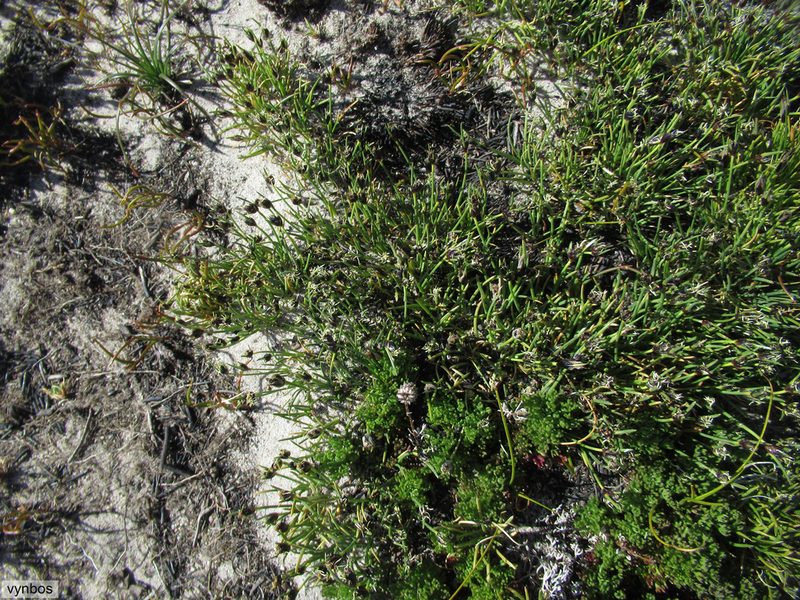 Ficinia montana, photographed by Chris Vynbos