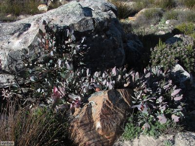 Protea recondita, photographed by Chris Vynbos