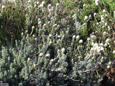 Leucadendron nitidum, photographed by Chris Vynbos