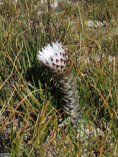 Syncarpha variegata, photographed by Chris Vynbos