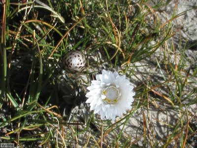 Syncarpha variegata, photographed by Chris Vynbos