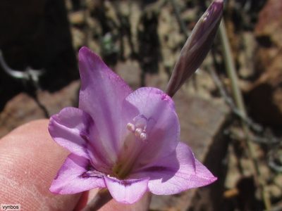 Gladiolus inflatus, photographed by Chris Vynbos