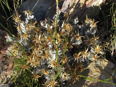 Syncarpha dregeana, photographed by Chris Vynbos