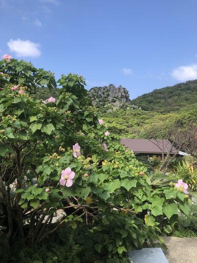 Hibiscus makinoi, photographed by Takaaki Hattori