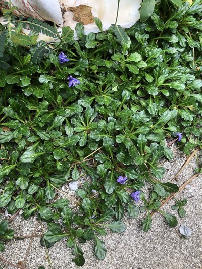 Ajuga pygmaea, photographed by Takaaki Hattori