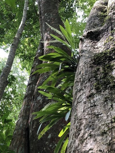 Liparis viridiflora, photographed by Divya Mudappa