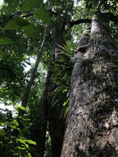Liparis viridiflora, photographed by Divya Mudappa