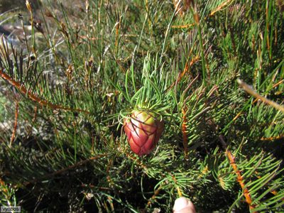 Protea witzenbergiana, photographed by Chris Vynbos