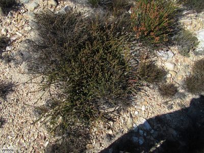 Spatalla confusa, photographed by Chris Vynbos