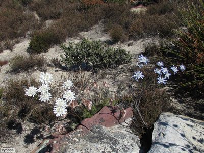 Lachnaea filamentosa, photographed by Chris Vynbos